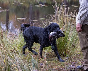 Ranger Schuko