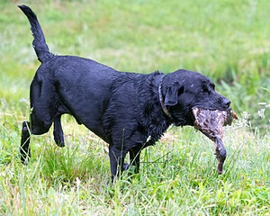 Buddy Bagley