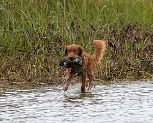 Tracker