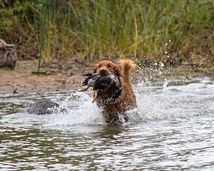 Tracker
