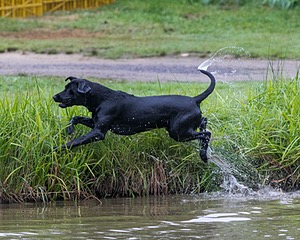 Bradley poat