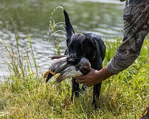 KOTA Cushing
