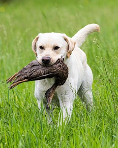 Goose