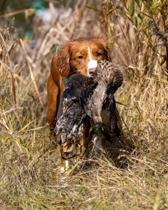 Merlot Quackenbush