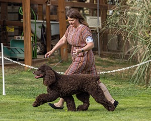 11 - GCH CH BREKKON'S FIRST MARK BN RN CGC TKN