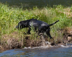 Pherris