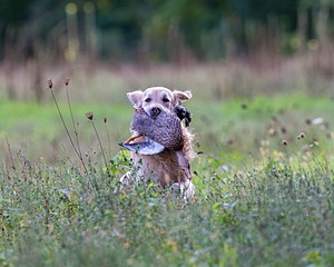 Ghillie Deresienska