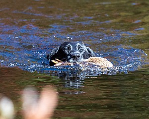20201011-VetW-0056.jpg