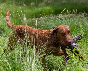 20170603-SHRW-1861.jpg