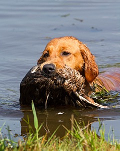 Canoe Terrill