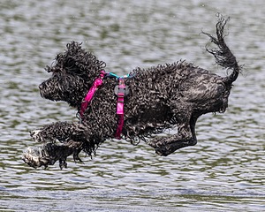 "Mistral" & Tobi-Ann
