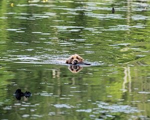 Pixie Aust-Olkin