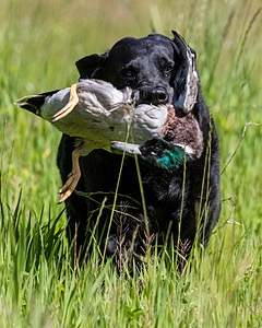 Ruger Bodine