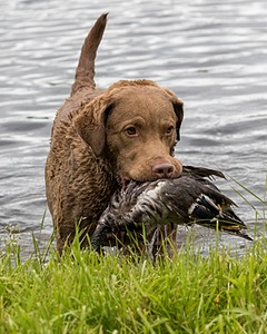 Hunter Law