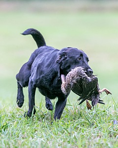 Piper