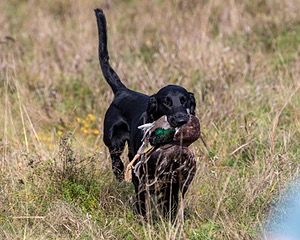 Cooper