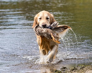Ghillie Deresienska