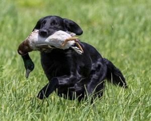 Hunter Law