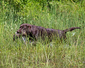 Molly Brownell