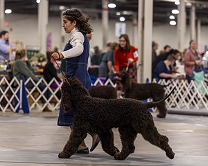 15 - CH POOLE'S IDE DARK KNIGHT (Oscar)