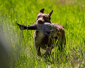20170604-SEAL-1139.jpg