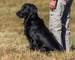 Ziva Millikin