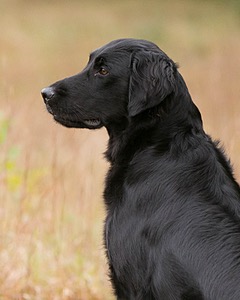 Onyx