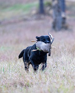 Ruger Harrelson