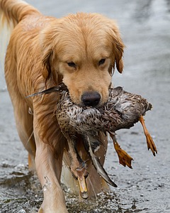 Opie