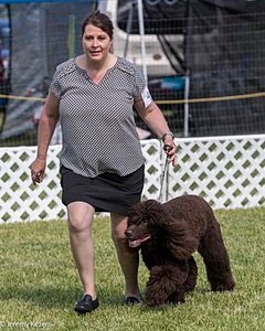 41 - GCH CH Brekkon's First Mark BN RN CGC TKN