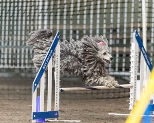 Peetie Sulewski