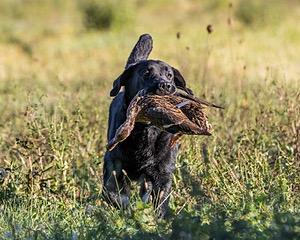 Ranger schuko