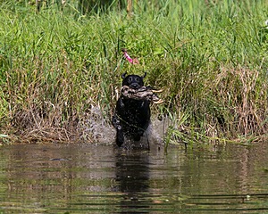 20130811-SHW-0372.jpg