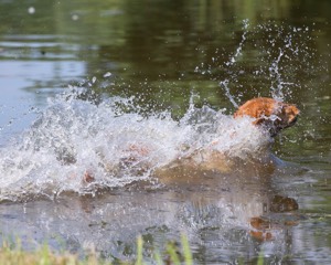 Canoe Terrill