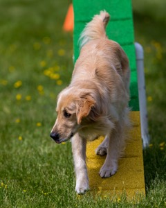 Ollie Erbe