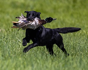 Duke Doyon