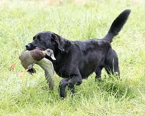Ranger schuko