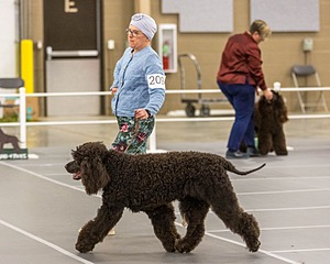 209 - CH Poole’s Ide Riptide RN CGC (Rip)