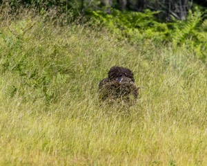 Ghillie Kezer