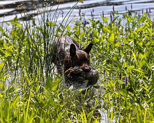 Moose Molle